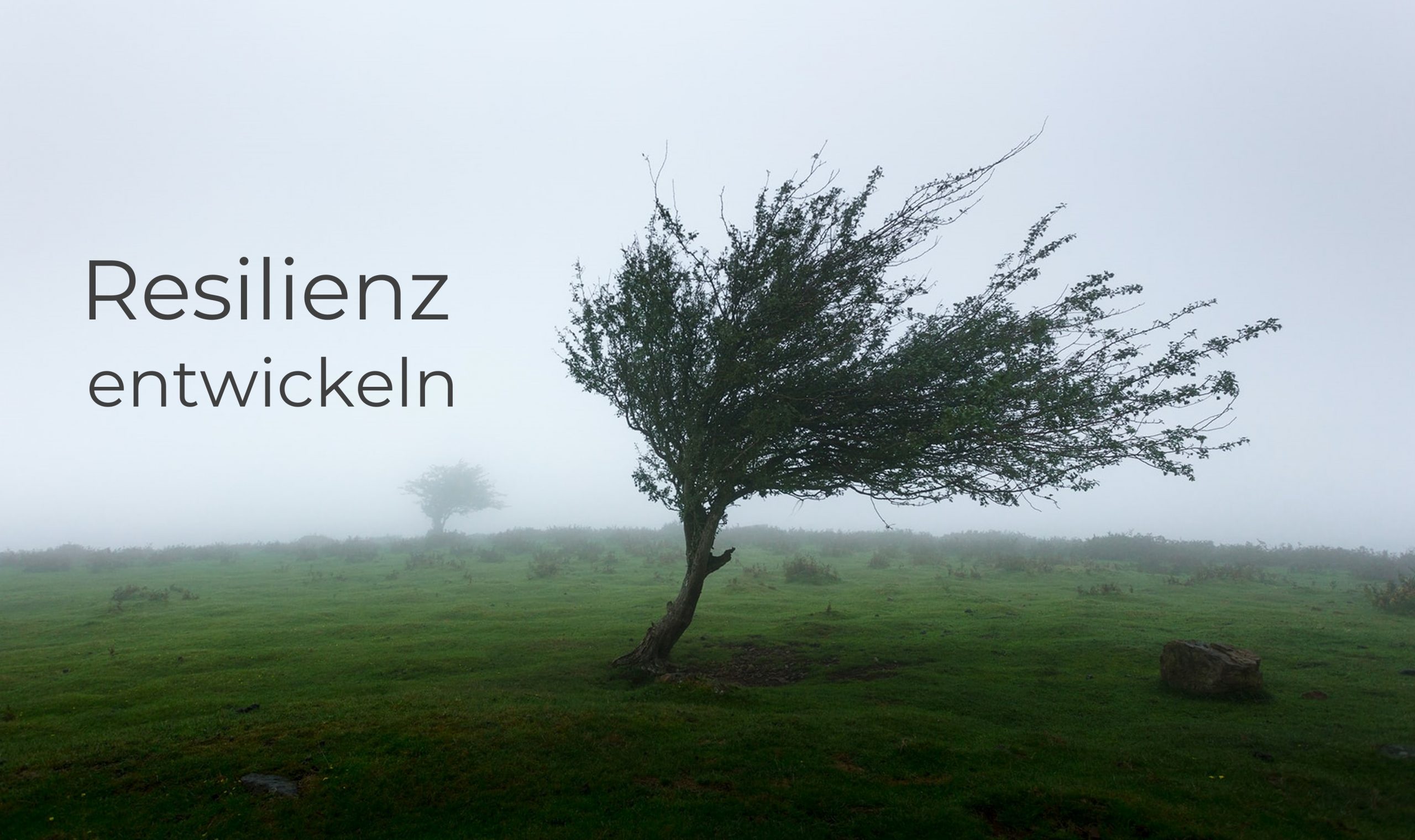 Baum im Wind mit Text "Stark durch Krisen" - Marc Wallert