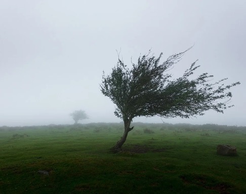 Baum im Wind mit Text "Stark durch Krisen" - Marc Wallert